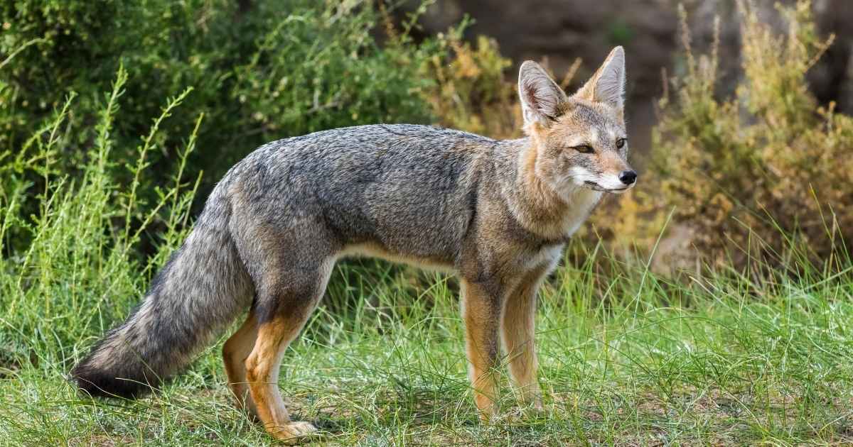 Cool and Edgy Names for a Fox 