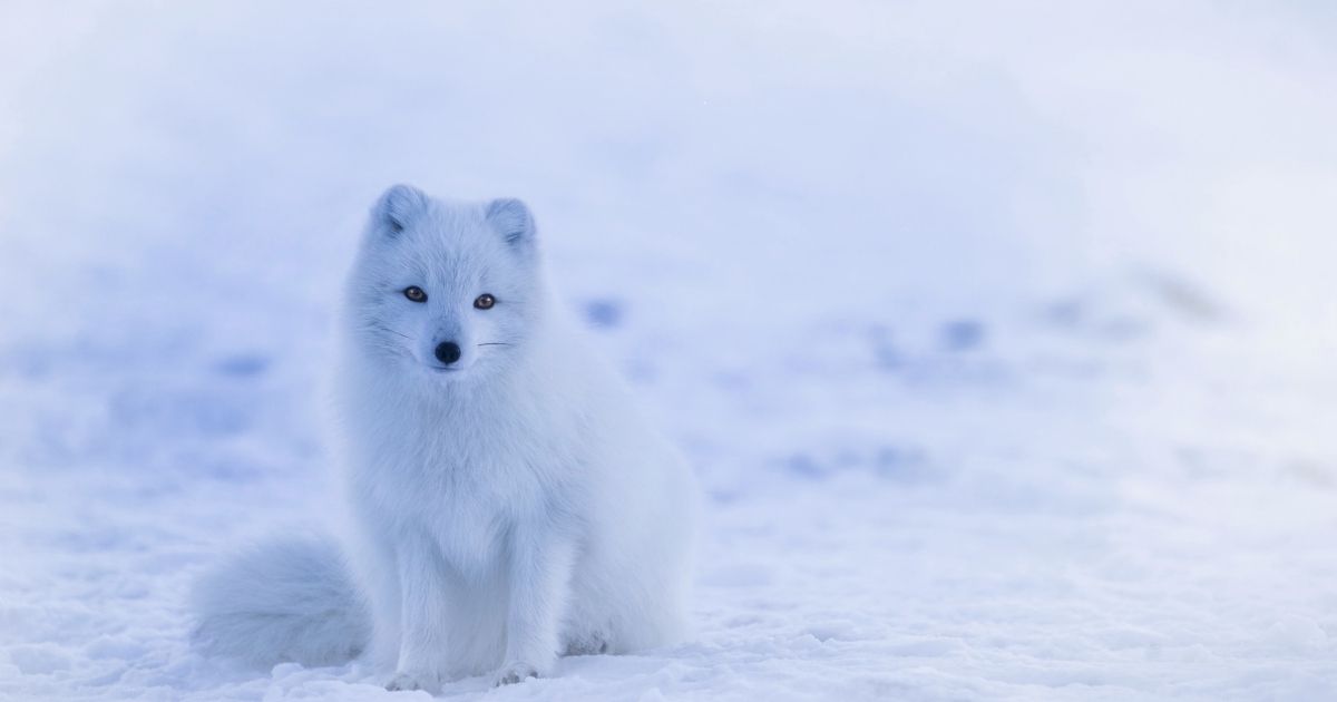 Fox Names Based on Colors 