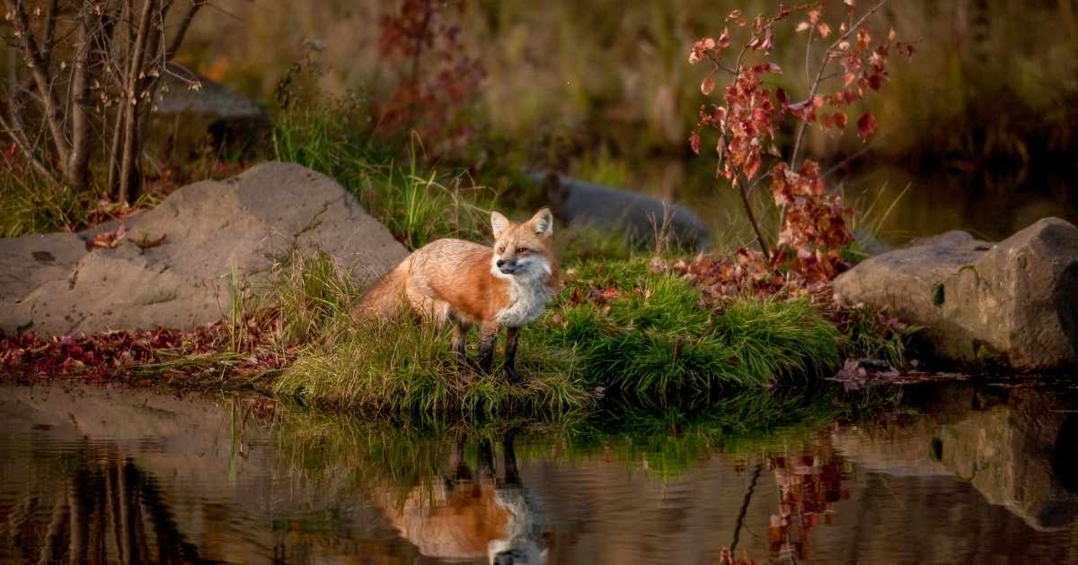 Unique Name for a Fox 