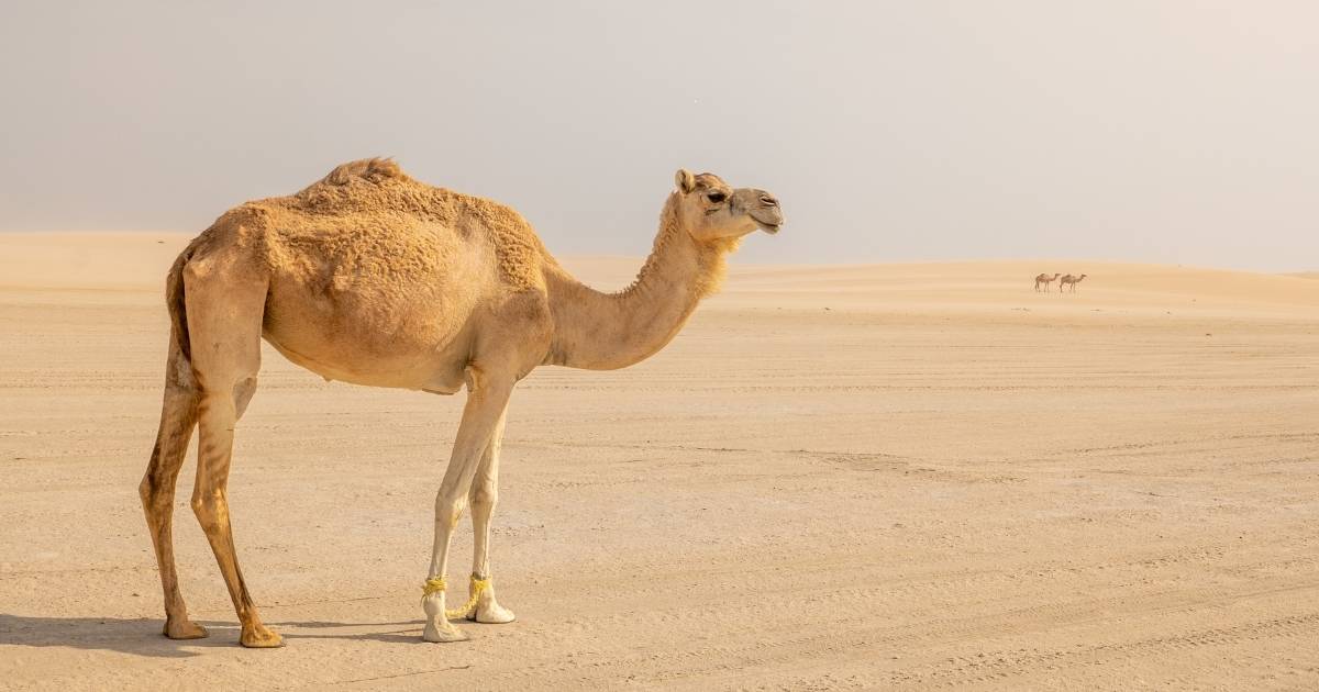 C Letter Names for Camels