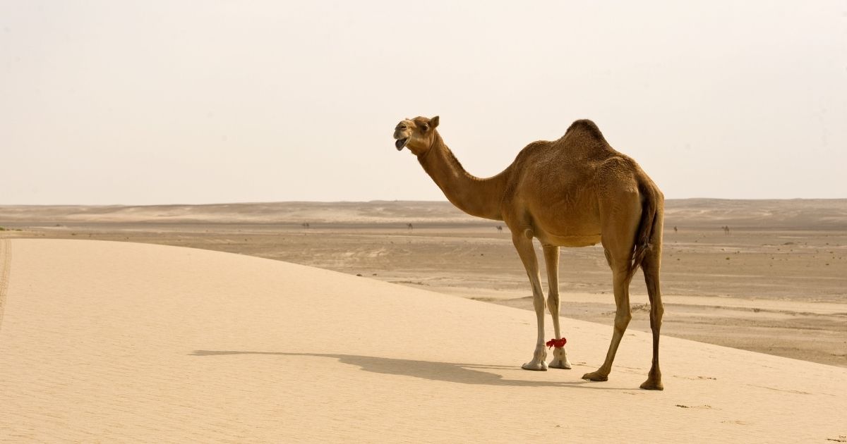 J Letter Names for Camels