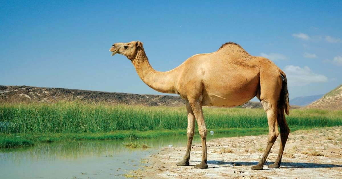 Z Letter Names for Camels